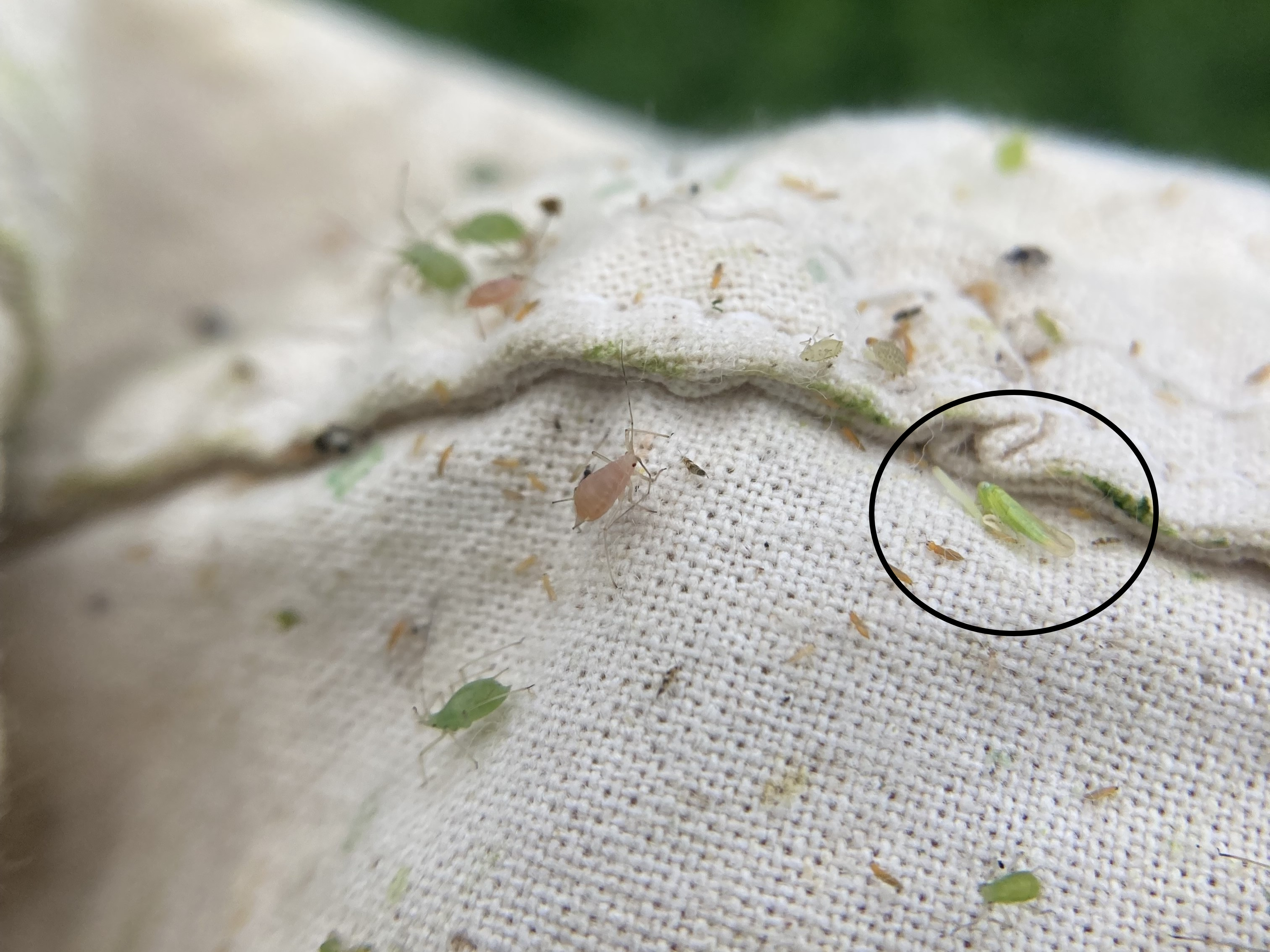 This potato leafhopper (PLH, circled) was found in alfalfa in St. Joseph County. They are small, bright green and somewhat triangularly shaped. Photo by Nicolle Ritchie, MSU Extension.